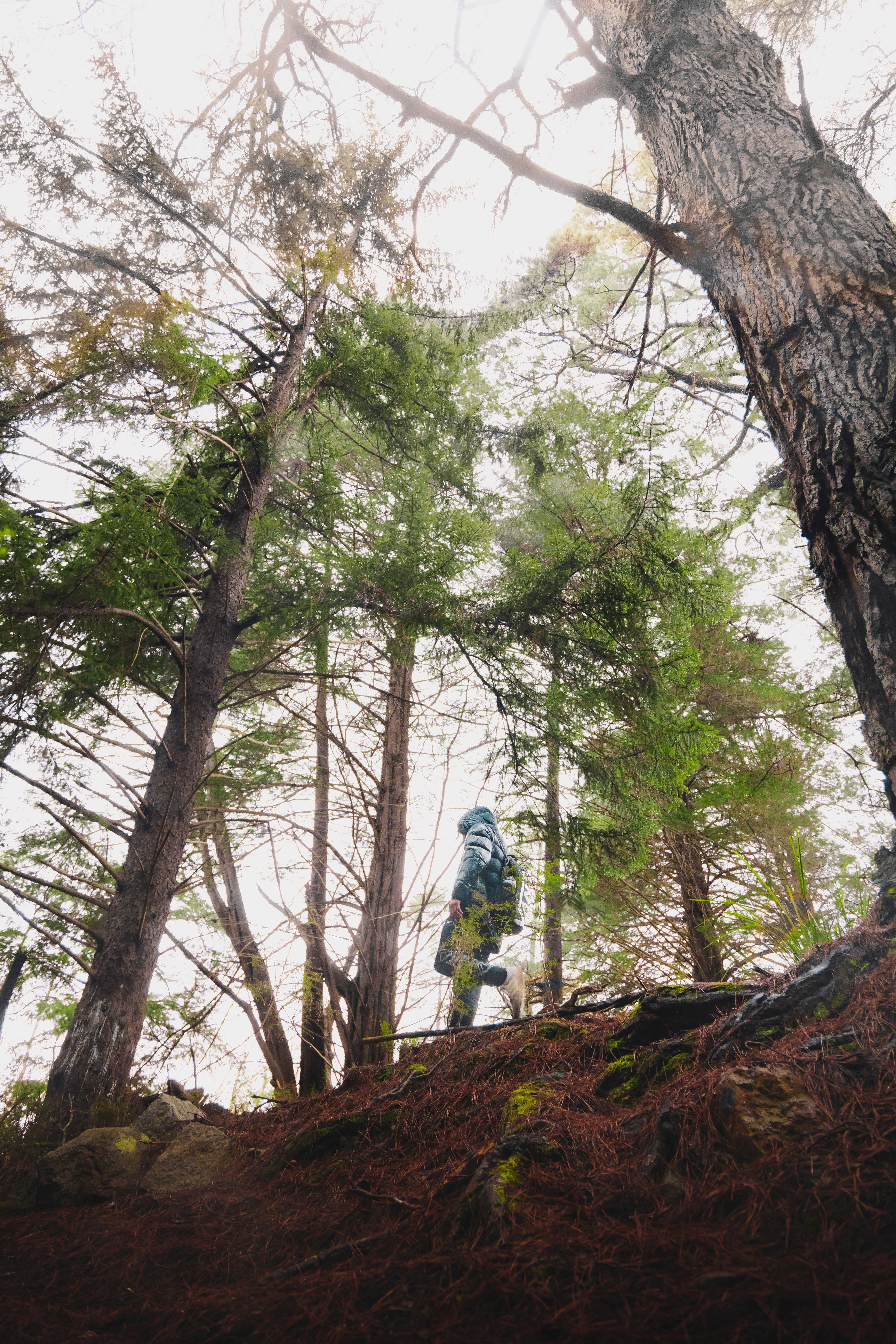 man in blue jacket and blue denim jeans standing on brown rock under green trees during